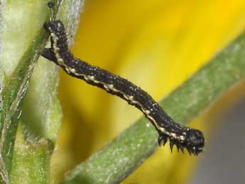  Chenille de Lycia zonaria D. & S. - �Philippe Mothiron