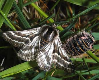 Lycia zonaria D. & S. adulte - �Fran�ois Spill