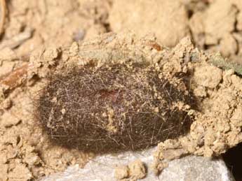  Chrysalide de Ocnogyna zoraida Grasl. - �Lionel Taurand