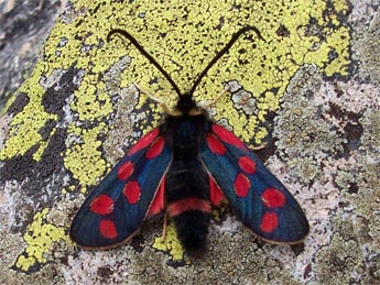 Zygaena anthyllidis Bsdv. adulte - �Claire Hodd�
