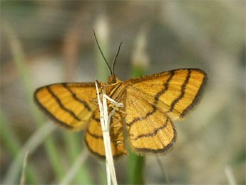 Idaea aureolaria D. & S. adulte - �Claire Hodd�