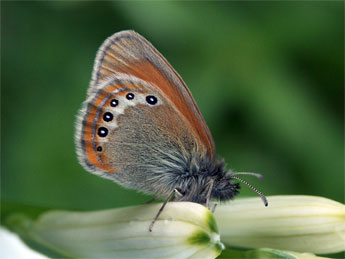 Coenonympha gardetta Prun. adulte - �Claire Hodd�