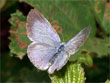 L'Azur� des Nerpruns - Celastrina argiolus