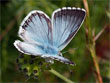 L'Argus bleu-nacr� - Polyommatus coridon