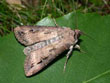 La Noctuelle baign�e - Agrotis ipsilon