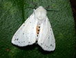 L'Ecaille tigr�e - Spilosoma lubricipeda