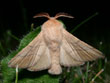 Le Bombyx � livr�e - Malacosoma neustria