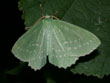 La grande Na�ade, la Papillonaire - Geometra papilionaria (= Hipparchus papilionaria)