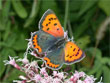 Le Bronz� - Lycaena phlaeas