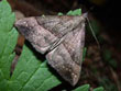 La Noctuelle � museau - Hypena proboscidalis